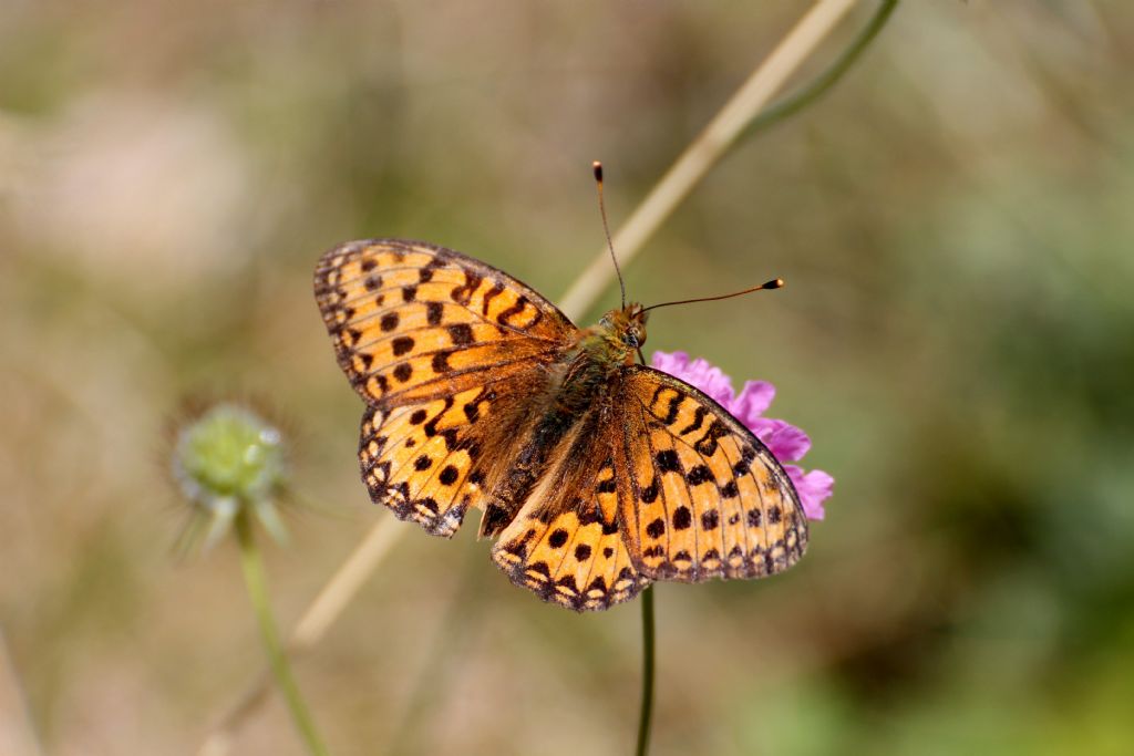 Argynnis (Mesoacidalia) aglaja e Argynnis (Fabriciana) niobe